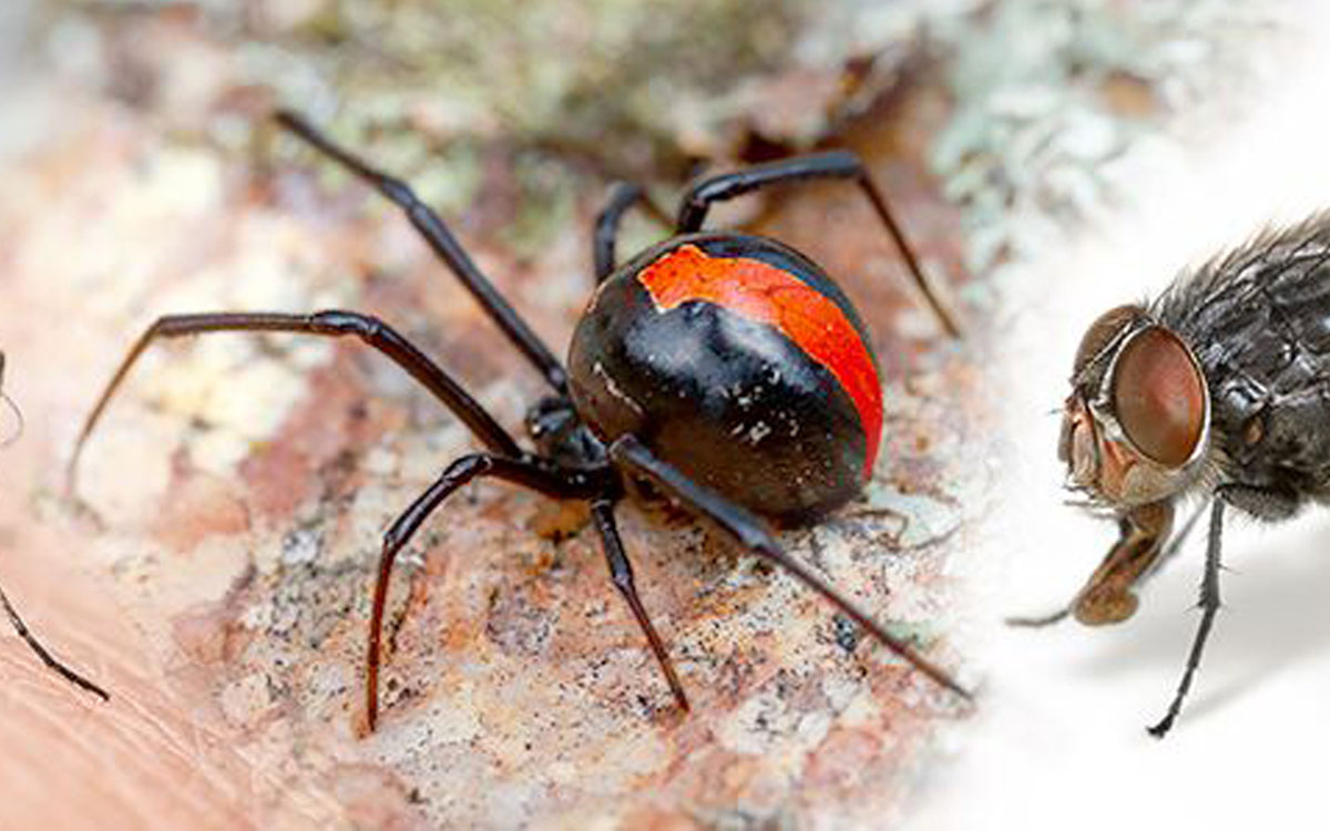 Spider Pest Control Services Black Widow Spider Pest Control